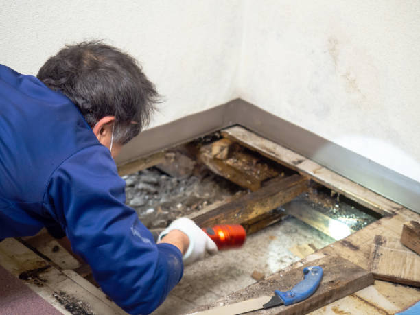 Best HVAC Mold Remediation in Ceredo, WV