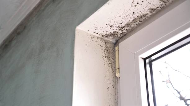 Best Mold Testing and Inspection Services in Ceredo, WV