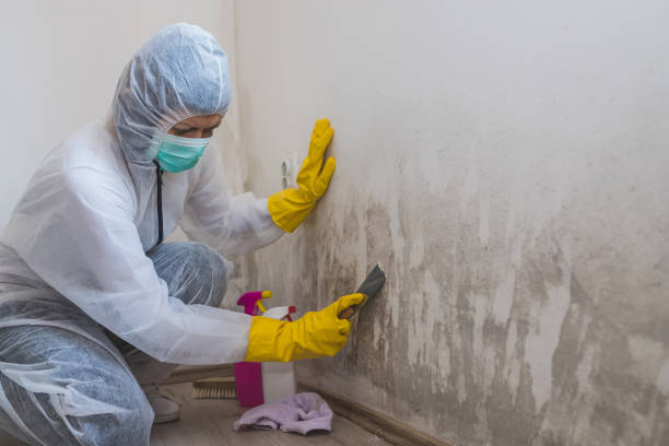 Best Post-Flood Mold Remediation in Ceredo, WV