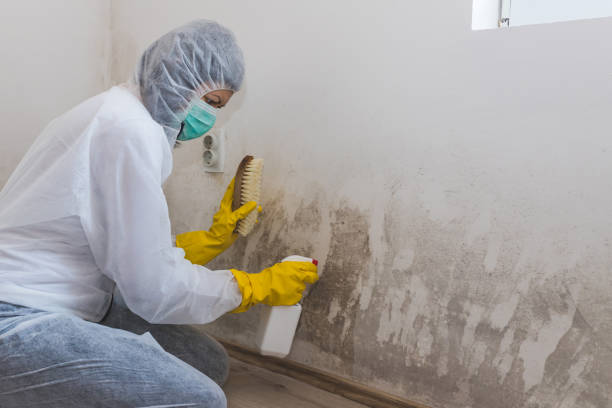 Best Attic Mold Remediation in Ceredo, WV