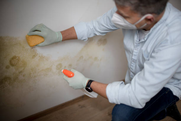 Best Residential Mold Remediation in Ceredo, WV