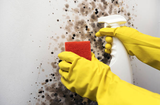 Best Basement Mold Remediation in Ceredo, WV