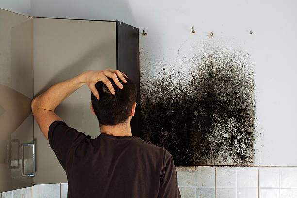 Best Localized Mold Remediation (e.g., coastal areas, humid climates) in Ceredo, WV